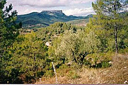 Enclavado en un bosque