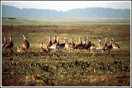 Humedales de La Serena