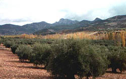 Olivares de Bienservida
