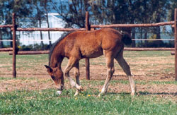 Paseos a caballo