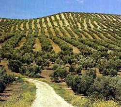 Olivares de La Serena