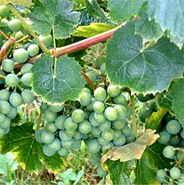 Viñedos en el Valle del Aceniche (Bullas)